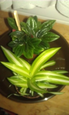 2013-02-01 19.09.58.jpg