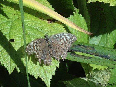 Schmetterling1_.JPG