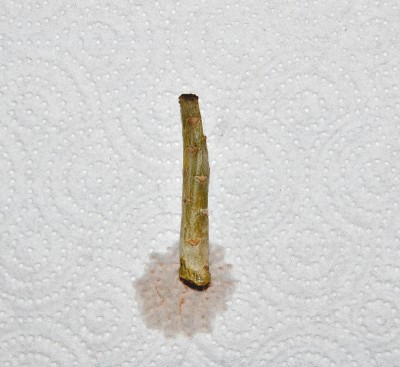 Steckling 6.jpg