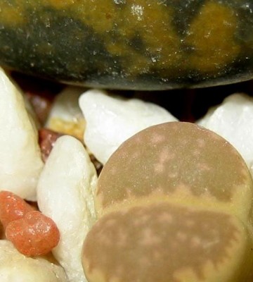lebende-Steine-Lithops-132.jpg