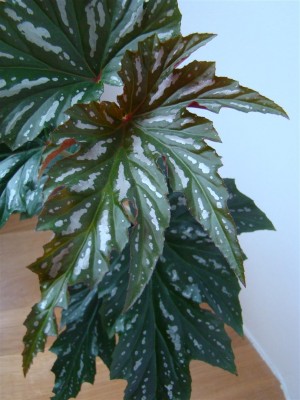 Begonia Sophie Cecile_3.JPG