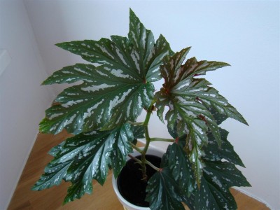 Begonia Sophie Cecile_2.JPG