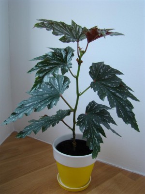 Begonia Sophie Cecile_1.JPG