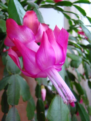 Schlumbergera_2.JPG