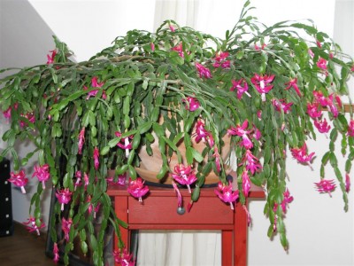 Schlumbergera_1.JPG
