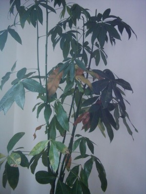DSCI0022.JPG