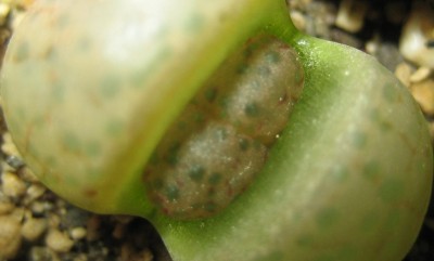 lebende Steine Lithops 033.jpg