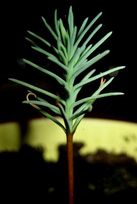 Jungpflanze-Mammut.jpg