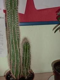 Kaktus.JPG