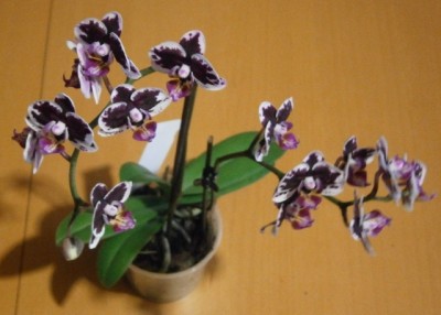 Phalaenopsis - Mini - Kuhflecken - 001 (640x457).jpg
