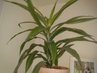 2013-02-03 15.58.51.jpg