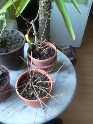 2013-02-03 12.28.34.jpg