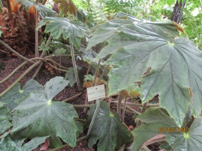 Begonia ricinifolia.JPG