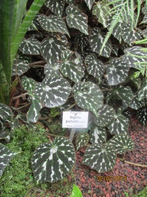 Begonia pustulata.JPG