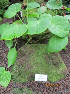 Begonia  manicata.jpg