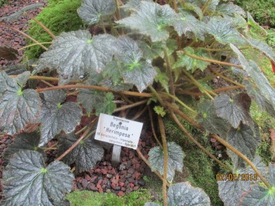 Begonia Herimpesa.JPG