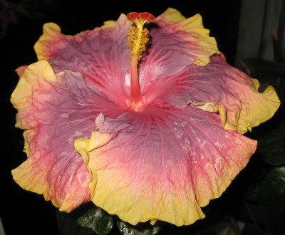 Hibiscus Persian Rug_8140.jpg