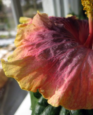 Hibiscus Persian Rug_8137.jpg