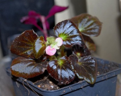 Begonia 160yy.jpg