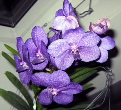 Ascocenda violettblau_8141.jpg