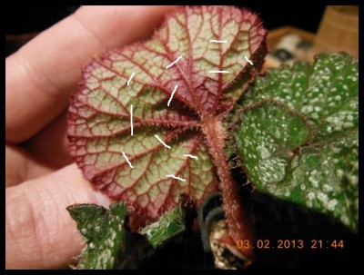 Begonie Blattsteckling.jpg