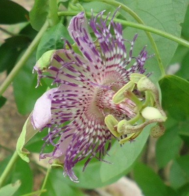 8. Passiflora von Ecuador, DSC08163.JPG