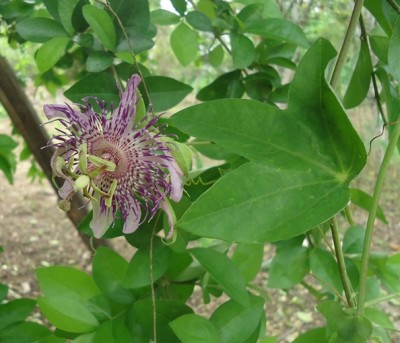 8. Passiflora von Ecuador, DSC08168.JPG