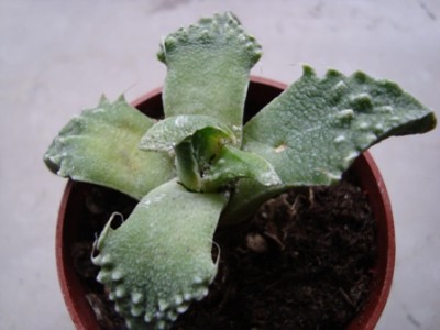 Faucaria (2).JPG