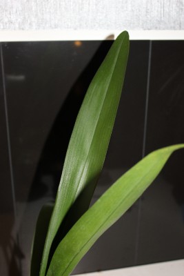 5 repariertes Blatt.JPG