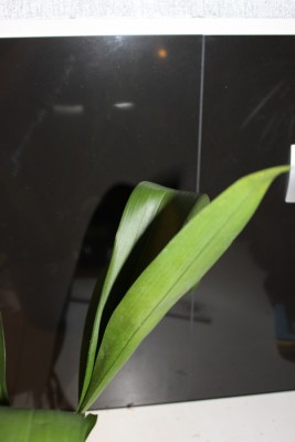 1 hängendes Blatt.JPG