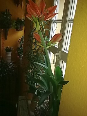 Hippeastrum aulicum...jpg