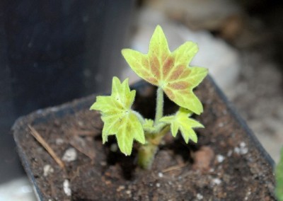 Pelargonium 027yy.jpg