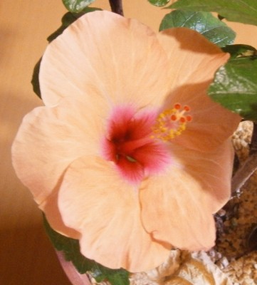 Hibiscus rosa-sinensis - apricotfarben - 003 (578x640).jpg