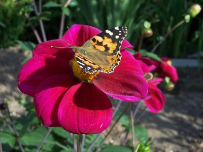 Bild 006.jpg