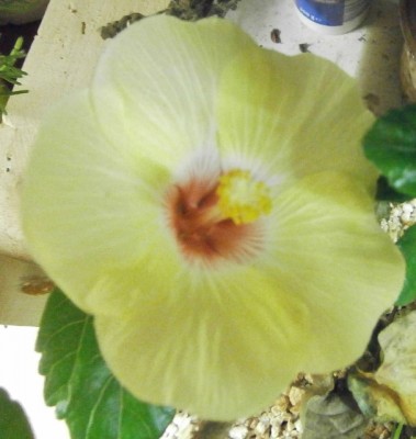 Hibiscus rosa-sinensis - hellgelb - 002 (607x640).jpg