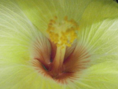 Hibiscus rosa-sinensis - hellgelb - 005 (640x480).jpg