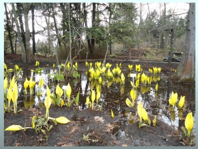 Lysichiton Scheincalla.jpg