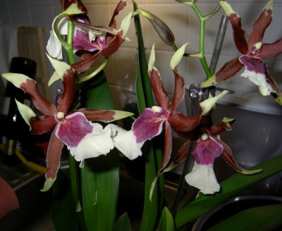 PICT0257.JPG