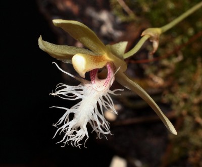 Kefersteinia mystacina 2011-28 (1).jpg