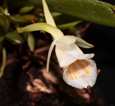 Plectrophora cultrifolia 2012-86 (2).jpg