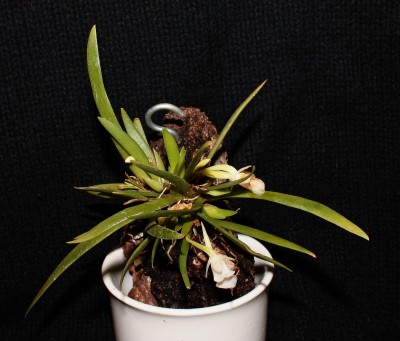 Plectrophora cultrifolia 2012-86 (1).jpg