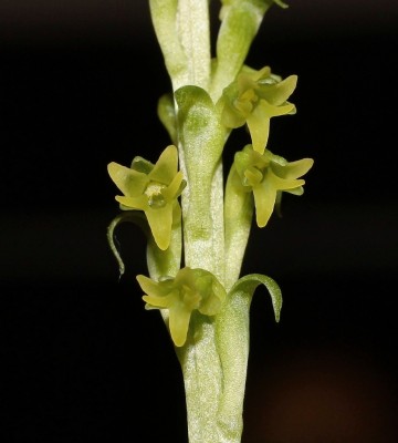 Gennaria diphylla 2007-026.jpg