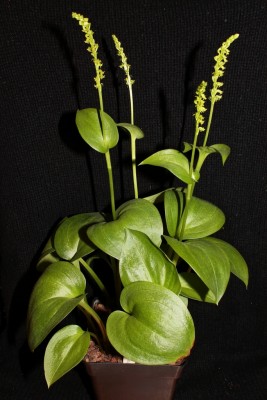 Gennaria diphylla 2007-25 (3).jpg