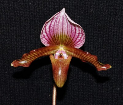 Paphiopedilum 2009-13 (2).jpg