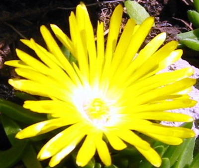 Delosperma.JPG