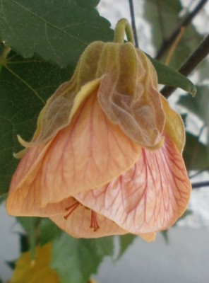 Abutilon.jpg