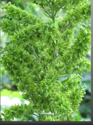 schwarzer Germer.jpg