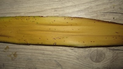 IMG_1190.JPG