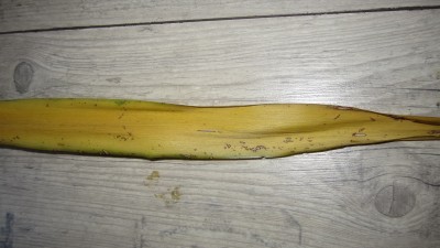 IMG_1192.JPG