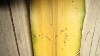 IMG_1193.JPG